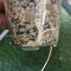 Roots of the Variegated Alocasia Frydek