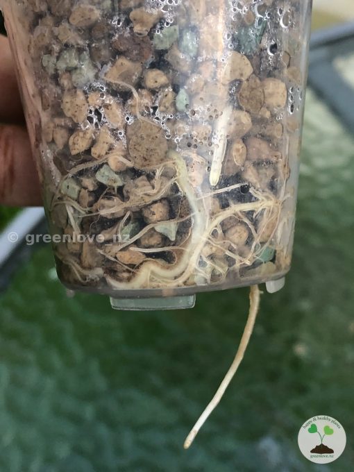 Roots of the Variegated Alocasia Frydek