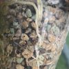 Roots of the Variegated Alocasia Frydek