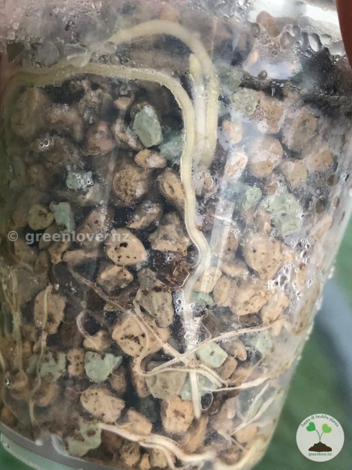 Roots of the Variegated Alocasia Frydek