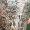 Roots of the Variegated Alocasia Frydek