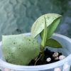 Hoya lacunosa 'Mint Coin'