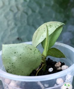Hoya lacunosa 'Mint Coin'