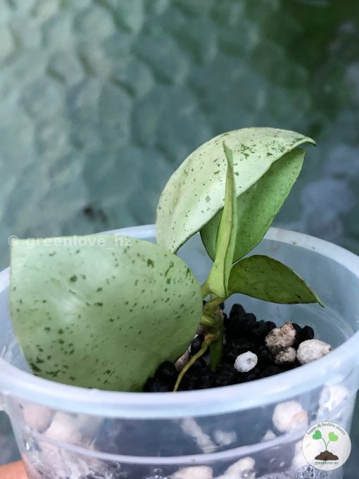 Hoya lacunosa 'Mint Coin'