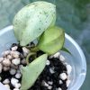 Hoya lacunosa 'Mint Coin'