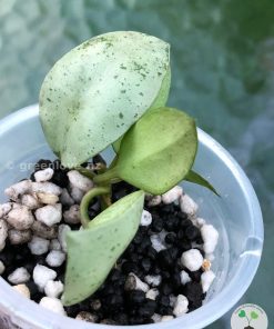 Hoya lacunosa 'Mint Coin'
