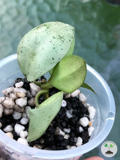 Hoya lacunosa 'Mint Coin'