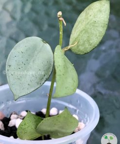 Hoya lacunosa 'Mint Coin'