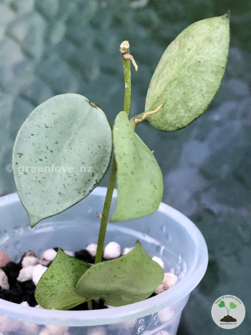 Hoya lacunosa 'Mint Coin'
