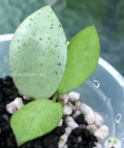 Hoya lacunosa 'Mint Coin'
