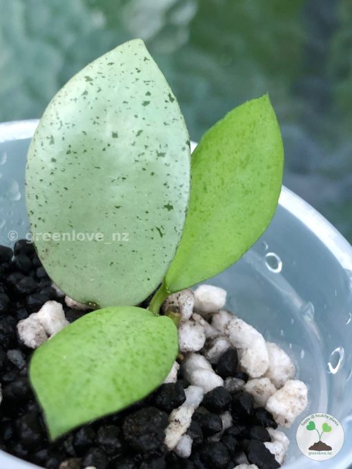 Hoya lacunosa 'Mint Coin'
