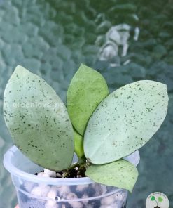 Hoya lacunosa 'Mint Coin'