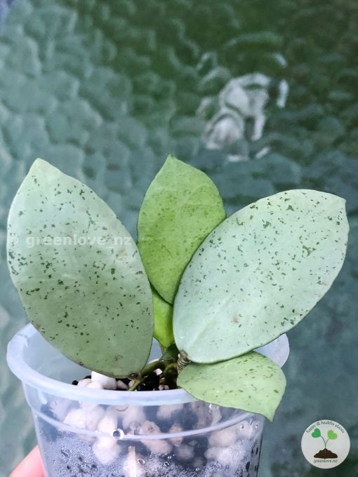 Hoya lacunosa 'Mint Coin'