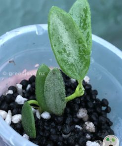 Hoya Lima Silver
