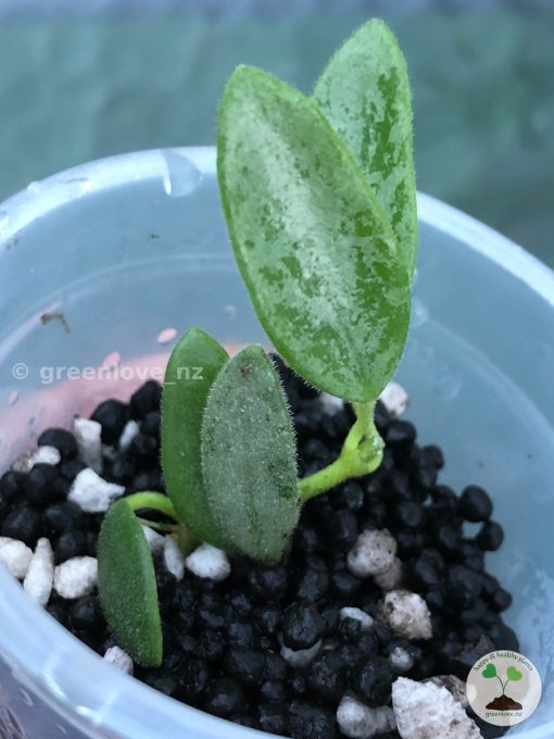 Hoya Lima Silver