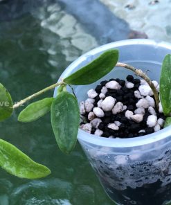 Hoya lima Splash