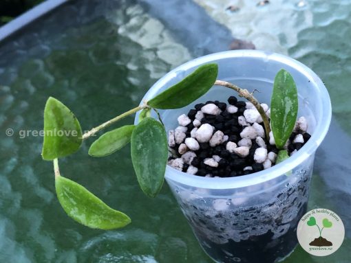 Hoya lima Splash