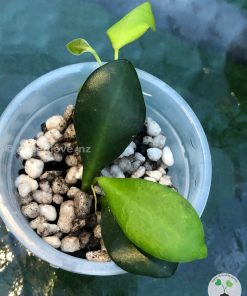 Hoya Panchoi