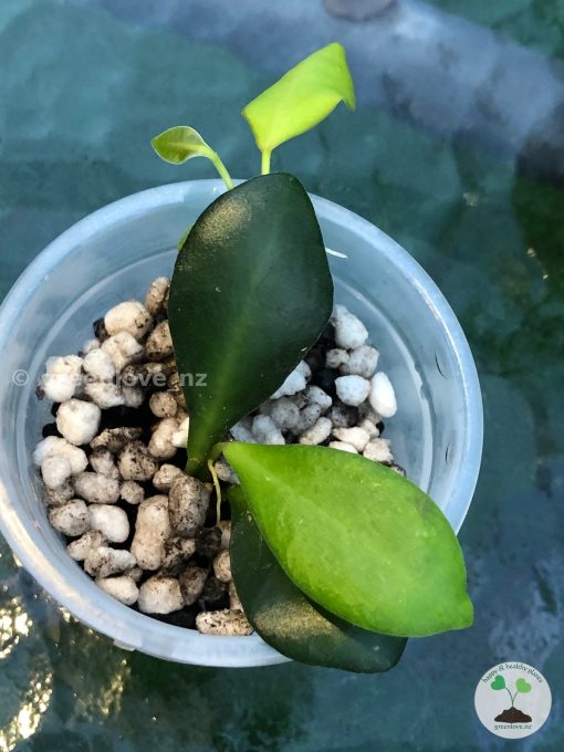 Hoya Panchoi