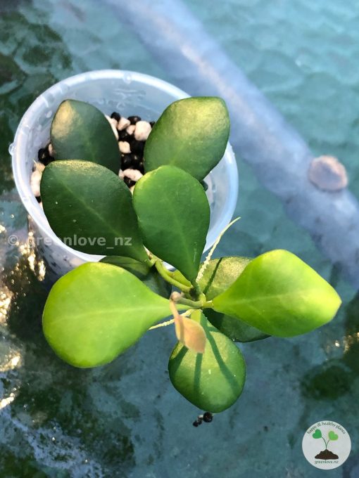 Hoya Panchoi