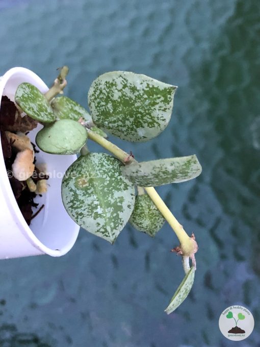 Hoya Krohniana 'Eskimo' (Silvery)