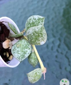 Hoya Krohniana 'Eskimo' (Silvery)