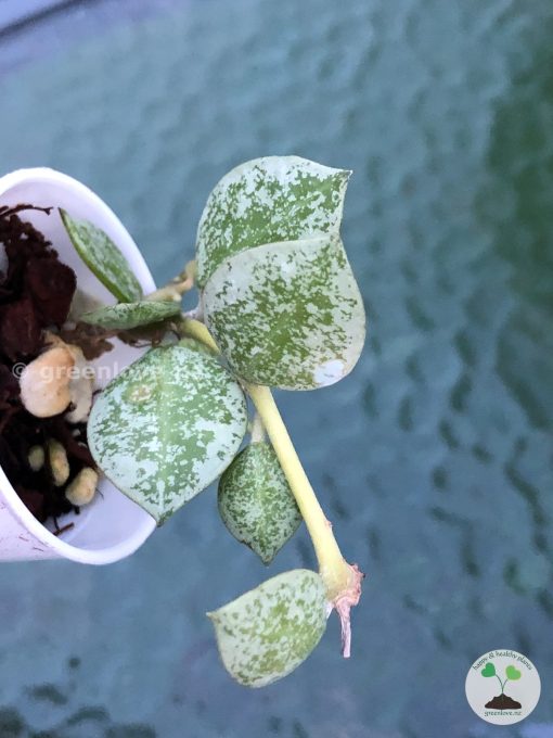 Hoya Krohniana 'Eskimo' (Silvery)