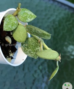 Hoya Krohniana 'Eskimo' (silvery)