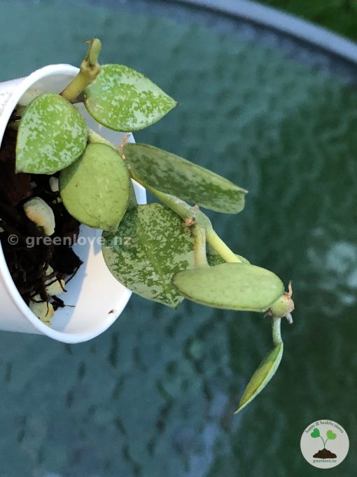 Hoya Krohniana 'Eskimo' (silvery)
