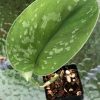 Rare Scindapsus Exotica 'Golden Medallion'