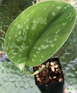 Rare Scindapsus Exotica 'Golden Medallion'