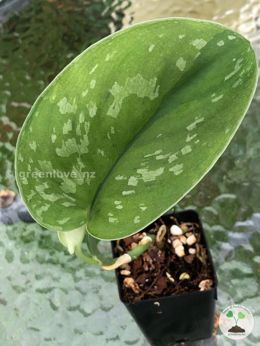 Rare Scindapsus Exotica 'Golden Medallion'