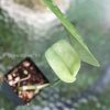 Rare Scindapsus Exotica 'Golden Medallion'