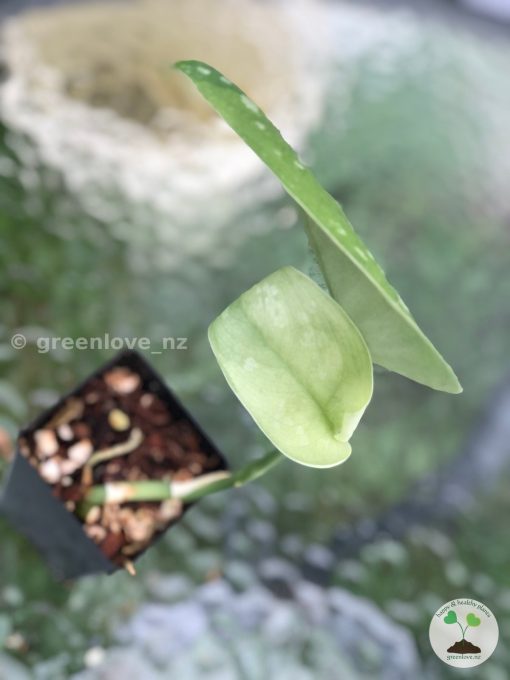Rare Scindapsus Exotica 'Golden Medallion'