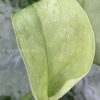 Rare Scindapsus Exotica 'Golden Medallion'
