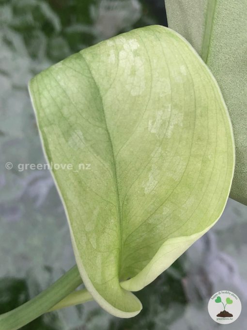 Rare Scindapsus Exotica 'Golden Medallion'