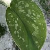 Rare Scindapsus Exotica 'Golden Medallion'