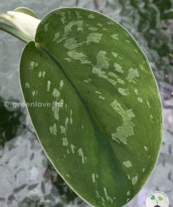 Rare Scindapsus Exotica 'Golden Medallion'