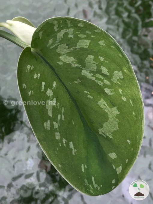 Rare Scindapsus Exotica 'Golden Medallion'