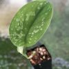 Rare Scindapsus Exotica 'Golden Medallion'