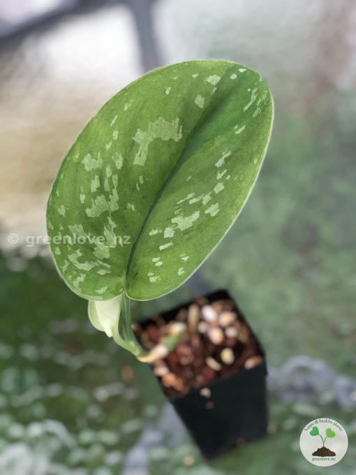 Rare Scindapsus Exotica 'Golden Medallion'