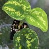 Highly Rare Scindapsus ‘Macan’
