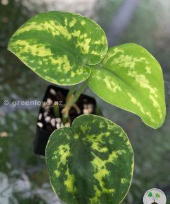 Highly Rare Scindapsus ‘Macan’