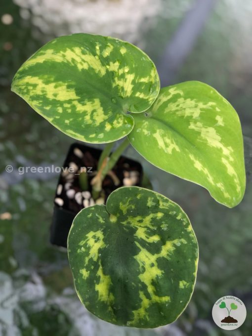 Highly Rare Scindapsus ‘Macan’