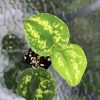 Highly Rare Scindapsus ‘Macan’