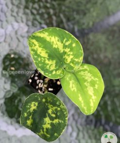 Highly Rare Scindapsus ‘Macan’