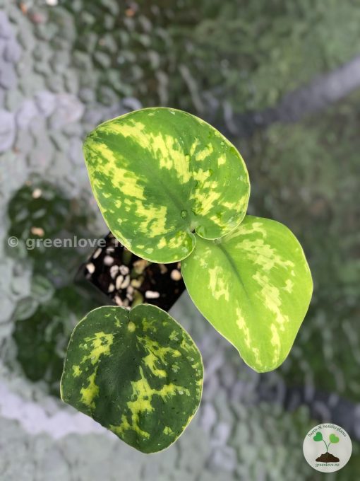 Highly Rare Scindapsus ‘Macan’