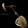 Variegated Philodendron Mint Micans
