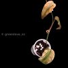 Variegated Philodendron Mint Micans