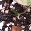 New growth of the Variegated Philodendron Mint Micans